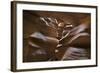 Upper Antelope IV-Larry Malvin-Framed Photographic Print