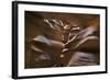 Upper Antelope IV-Larry Malvin-Framed Photographic Print