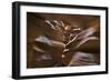 Upper Antelope IV-Larry Malvin-Framed Photographic Print