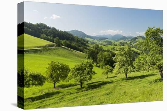 Upper Austrian Alpine Foothills Close Maria Neustift, Pear Trees, Austria-Rainer Mirau-Stretched Canvas