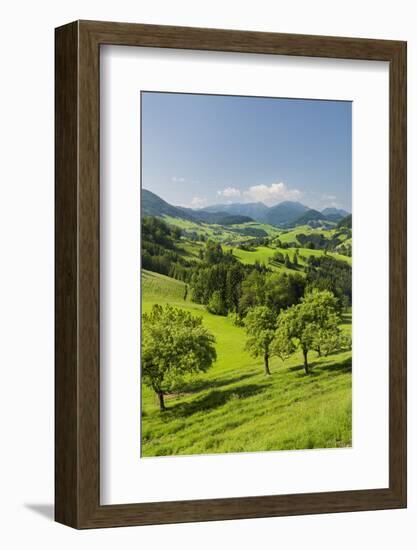 Upper Austrian Alpine Foothills Close Maria Neustift, Pear Trees, Austria-Rainer Mirau-Framed Photographic Print