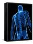 Upper Body Bones, Artwork-SCIEPRO-Framed Stretched Canvas