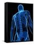 Upper Body Bones, Artwork-SCIEPRO-Framed Stretched Canvas