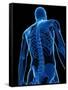 Upper Body Bones, Artwork-SCIEPRO-Framed Stretched Canvas