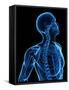 Upper Body Bones, Artwork-SCIEPRO-Framed Stretched Canvas