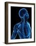 Upper Body Bones, Artwork-SCIEPRO-Framed Photographic Print