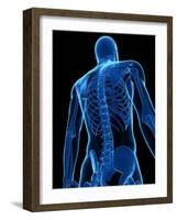 Upper Body Bones, Artwork-SCIEPRO-Framed Photographic Print