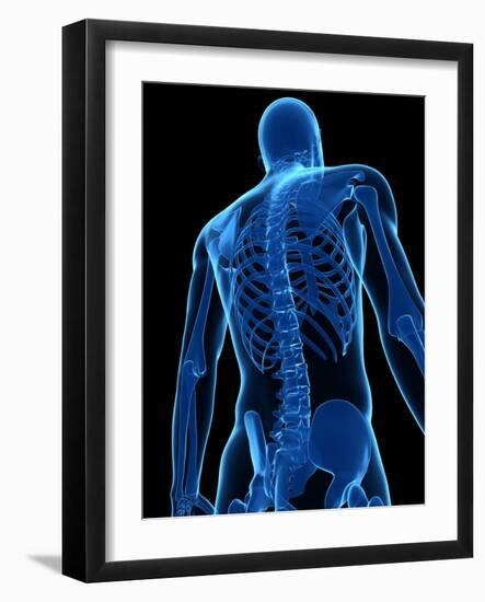 Upper Body Bones, Artwork-SCIEPRO-Framed Photographic Print