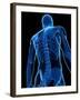 Upper Body Bones, Artwork-SCIEPRO-Framed Photographic Print