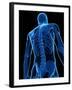 Upper Body Bones, Artwork-SCIEPRO-Framed Photographic Print