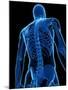 Upper Body Bones, Artwork-SCIEPRO-Mounted Photographic Print