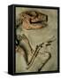 Upper Body of Notoungulata Fossil-Kevin Schafer-Framed Stretched Canvas