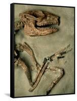 Upper Body of Notoungulata Fossil-Kevin Schafer-Framed Stretched Canvas