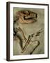 Upper Body of Notoungulata Fossil-Kevin Schafer-Framed Premium Photographic Print