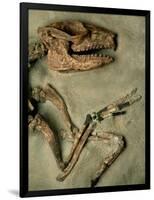 Upper Body of Notoungulata Fossil-Kevin Schafer-Framed Photographic Print