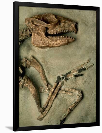 Upper Body of Notoungulata Fossil-Kevin Schafer-Framed Photographic Print