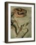 Upper Body of Notoungulata Fossil-Kevin Schafer-Framed Photographic Print