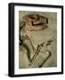 Upper Body of Notoungulata Fossil-Kevin Schafer-Framed Photographic Print