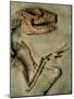 Upper Body of Notoungulata Fossil-Kevin Schafer-Mounted Photographic Print