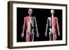 Upper body skeleton with muscles, veins and arteries, black background.-Leonello Calvetti-Framed Art Print