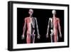 Upper body skeleton with muscles, veins and arteries, black background.-Leonello Calvetti-Framed Art Print