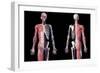 Upper body skeleton with muscles, veins and arteries, black background.-Leonello Calvetti-Framed Art Print