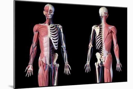 Upper body skeleton with muscles, veins and arteries, black background.-Leonello Calvetti-Mounted Art Print