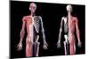 Upper body skeleton with muscles, veins and arteries, black background.-Leonello Calvetti-Mounted Art Print