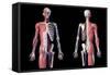 Upper body skeleton with muscles, veins and arteries, black background.-Leonello Calvetti-Framed Stretched Canvas