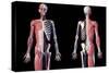 Upper body skeleton with muscles, veins and arteries, black background.-Leonello Calvetti-Stretched Canvas