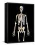 Upper body view of human skeletal system on black background.-Leonello Calvetti-Framed Stretched Canvas