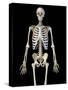 Upper body view of human skeletal system on black background.-Leonello Calvetti-Stretched Canvas