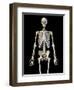 Upper body view of human skeletal system on black background.-Leonello Calvetti-Framed Art Print