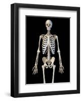 Upper body view of human skeletal system on black background.-Leonello Calvetti-Framed Art Print