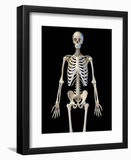 Upper body view of human skeletal system on black background.-Leonello Calvetti-Framed Art Print