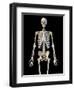 Upper body view of human skeletal system on black background.-Leonello Calvetti-Framed Art Print