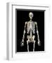 Upper body view of human skeletal system on black background.-Leonello Calvetti-Framed Art Print