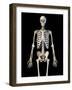 Upper body view of human skeletal system on black background.-Leonello Calvetti-Framed Art Print