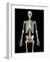 Upper body view of human skeletal system on black background.-Leonello Calvetti-Framed Art Print