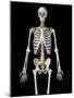 Upper body view of human skeletal system on black background.-Leonello Calvetti-Mounted Art Print