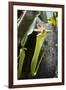 Upper Pitcher of the Carnivorous Pitcher Plant (Nepenthes Faizaliana) Endemic to Sarawak-Louise Murray-Framed Photographic Print