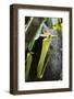 Upper Pitcher of the Carnivorous Pitcher Plant (Nepenthes Faizaliana) Endemic to Sarawak-Louise Murray-Framed Photographic Print