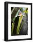 Upper Pitcher of the Carnivorous Pitcher Plant (Nepenthes Faizaliana) Endemic to Sarawak-Louise Murray-Framed Photographic Print