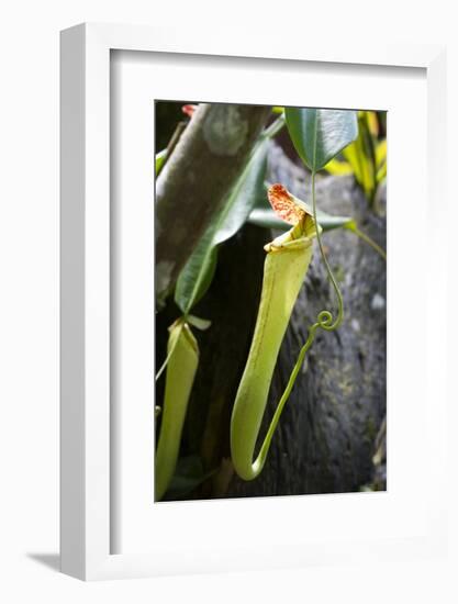 Upper Pitcher of the Carnivorous Pitcher Plant (Nepenthes Faizaliana) Endemic to Sarawak-Louise Murray-Framed Photographic Print