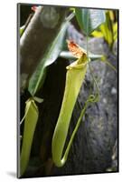 Upper Pitcher of the Carnivorous Pitcher Plant (Nepenthes Faizaliana) Endemic to Sarawak-Louise Murray-Mounted Photographic Print