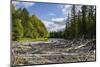 Upper reaches of the Lena River, with century-old log jam of trees, Siberia, Russia-Olga Kamenskaya-Mounted Photographic Print