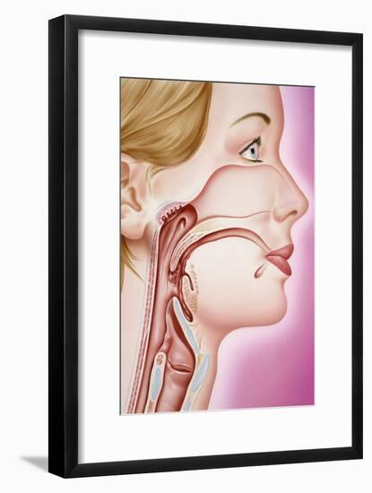 Upper Respiratory Tract, Artwork-John Bavosi-Framed Photographic Print