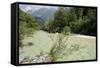 Upper Soca River, Mt Razor, Willow Bushes, Julian Alps, Triglav Nat'l Pk, Slovenia, Europe-Nick Upton-Framed Stretched Canvas