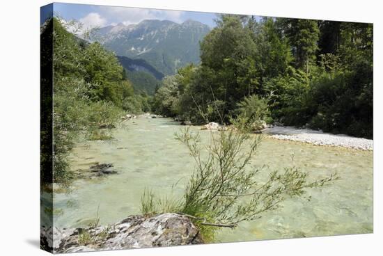 Upper Soca River, Mt Razor, Willow Bushes, Julian Alps, Triglav Nat'l Pk, Slovenia, Europe-Nick Upton-Stretched Canvas