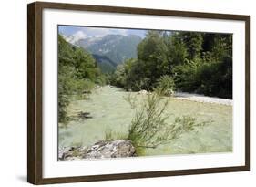 Upper Soca River, Mt Razor, Willow Bushes, Julian Alps, Triglav Nat'l Pk, Slovenia, Europe-Nick Upton-Framed Photographic Print